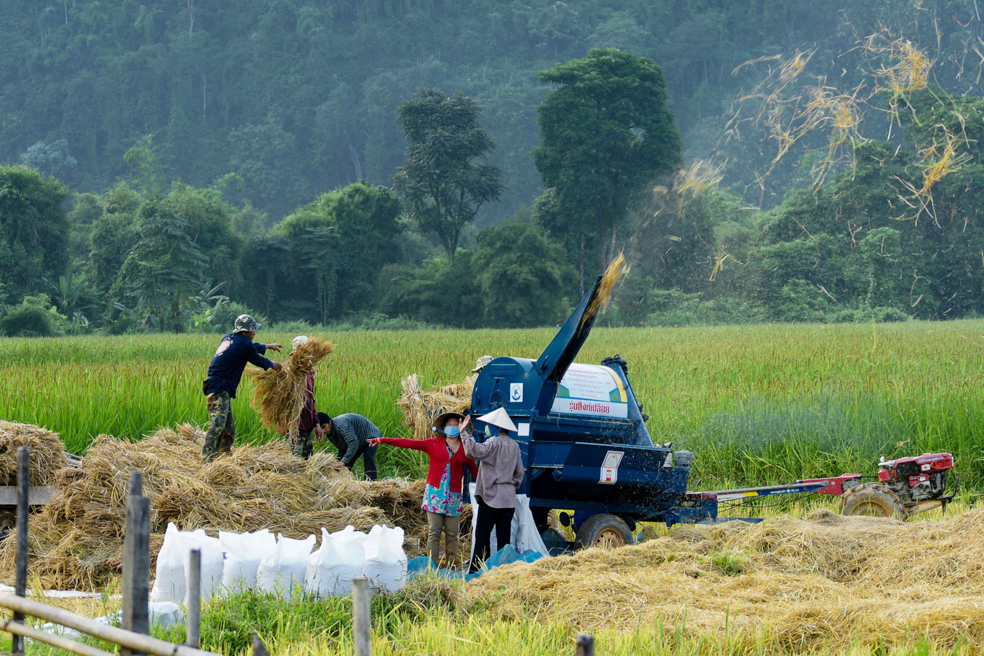 Wanderung im Norden von Vang Vieng - Reisernte